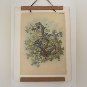 Vintage Bird Ornithological Botanical Print 🌿

Approximately 11 1/4” x 14 1/2”